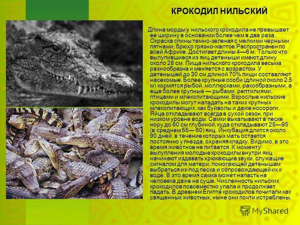 все про нильского крокодила Фото и описание нильского крокодила Сколько весит и чем питается нильский крокодил Размножение и детеныши нильского крокодила