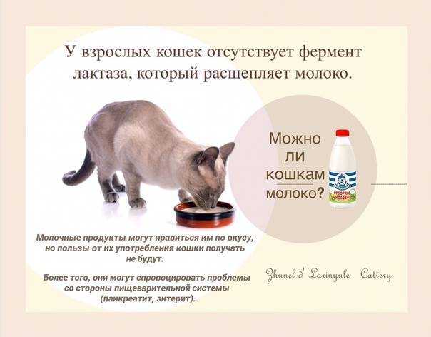 Чем кормить кормящую кошку: с первых дней после родов и до отлучения котят