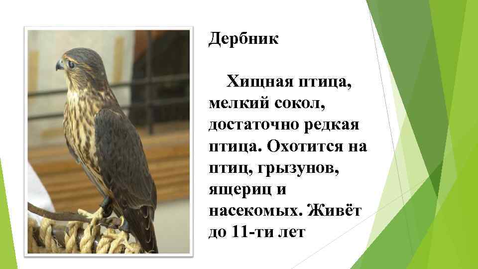 Птица черный дрозд — описание,  где живет и чем питается