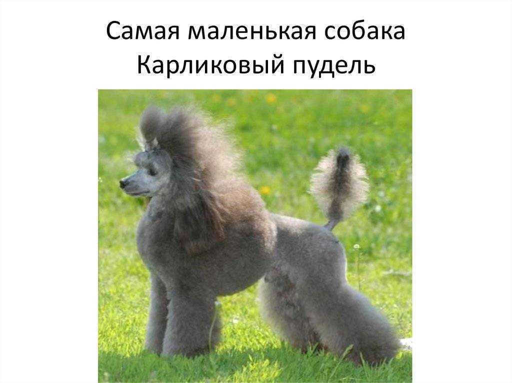Той пудель: описание миниатюрных пуделей, характеристика