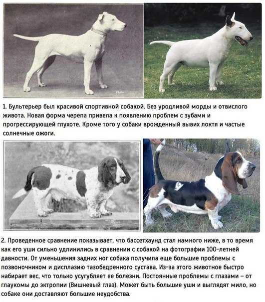 Бультерьер: характеристика, миниатюрный, стаффордширский, английский, уход, чем кормить, щенки, стандарты, дрессировка