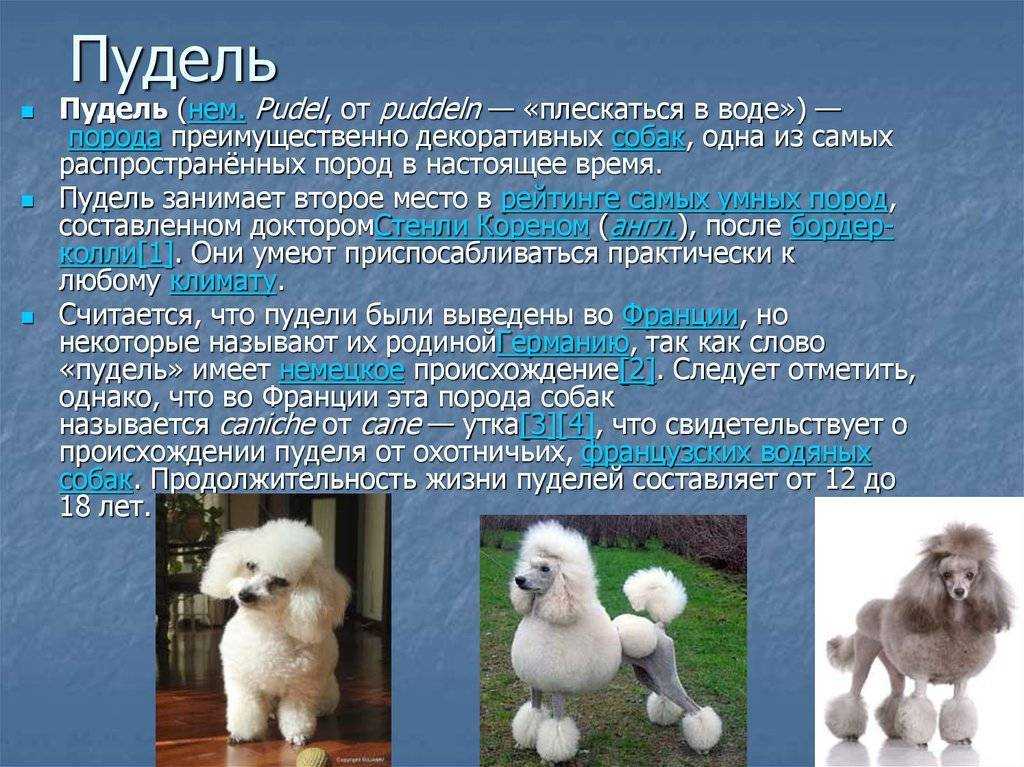 Пудели по fci