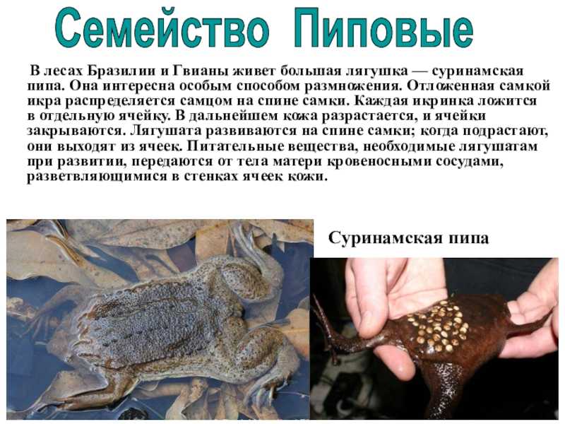 Пипы в аквариумах