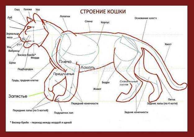 Где находится холка у кошек: важная информация о строении и назначении | звери дома