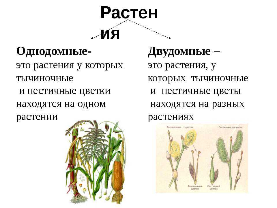 какие растения называются однодомными Примеры однодомных растений Чем однодомные растения отличаются от двудомных