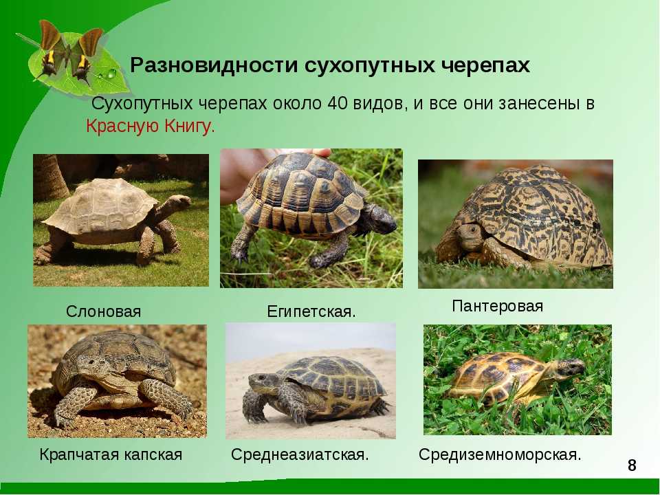 Сообщение о водной черепахе: как выглядят, какие есть виды, что едят, сколько живут, размножение и болезни Чем водные черепахи отличаются от сухопутных Водные красноухие черепахи в домашних условиях - чем кормить и как ухаживать Описание, фото и видео