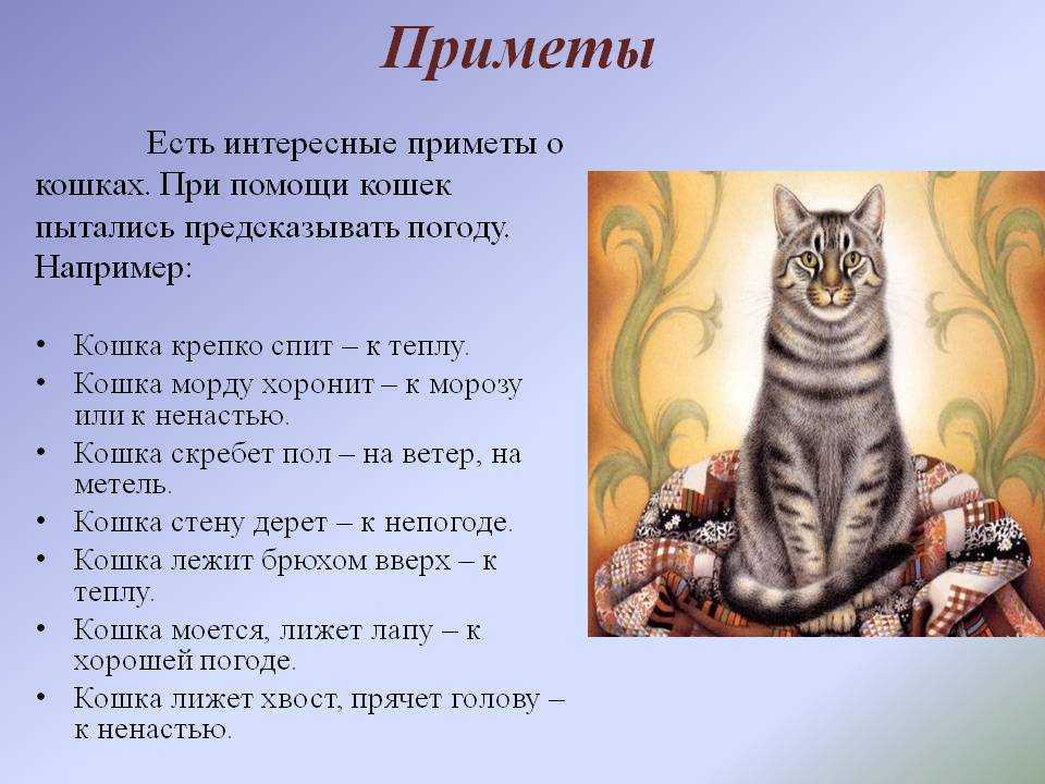 Приметы про кошек (21 толкование): народные суеверия, связанные с котами в доме, поверья о них в квартире