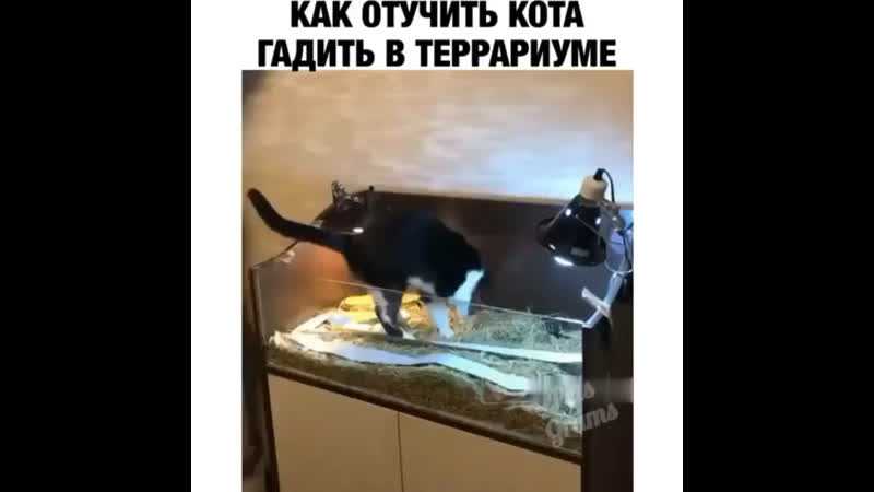 Кошка гадит на кровать: как решить проблему