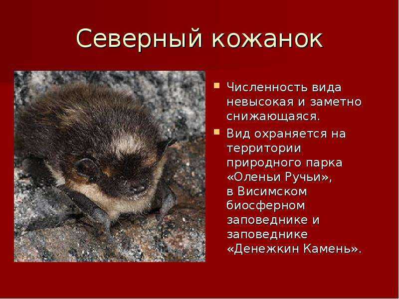 Животные, которых уничтожил человек: красная книга свердловской области и не только