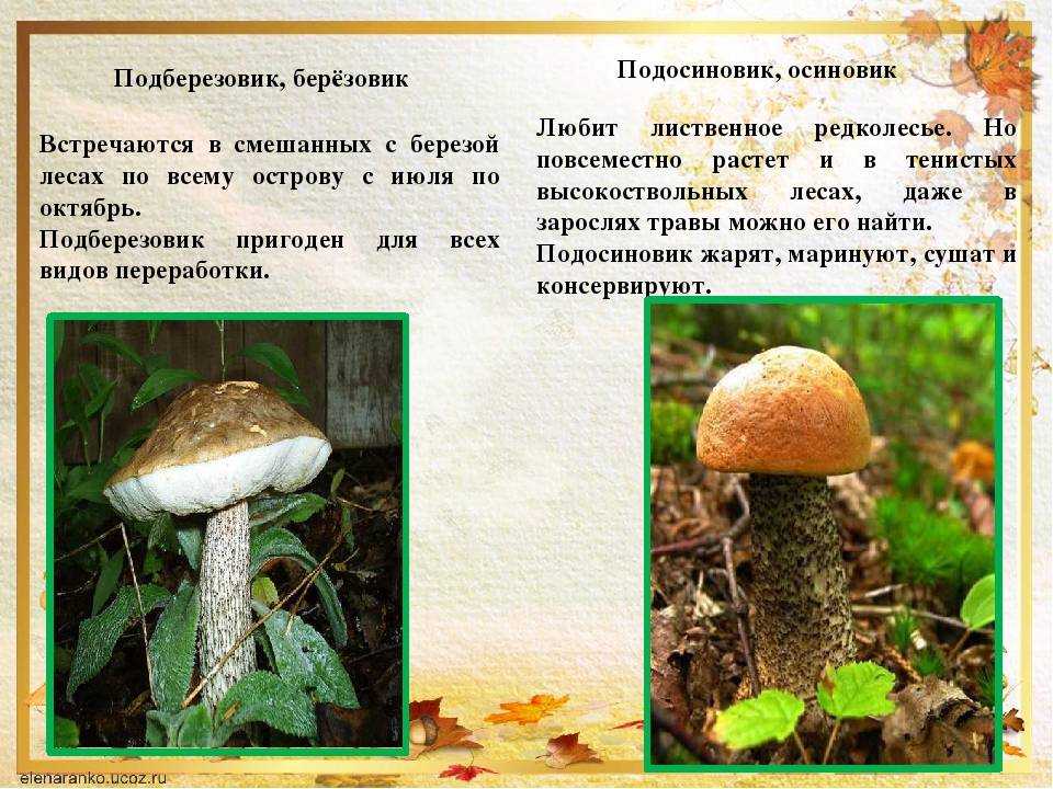 Гриб подосиновик | лесная кладовая