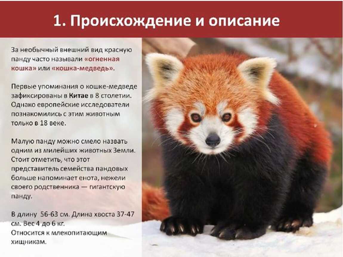 Красная панда. описание и образ жизни красной панды