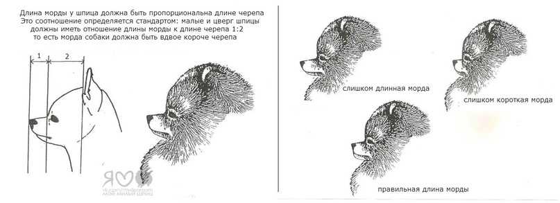 Будущим хозяевам — когда стричь шпица первый раз? как подстричь шпица в домашних условиях шпиц надо ли стричь.