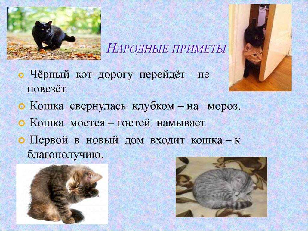 Кошка писает дома приметы