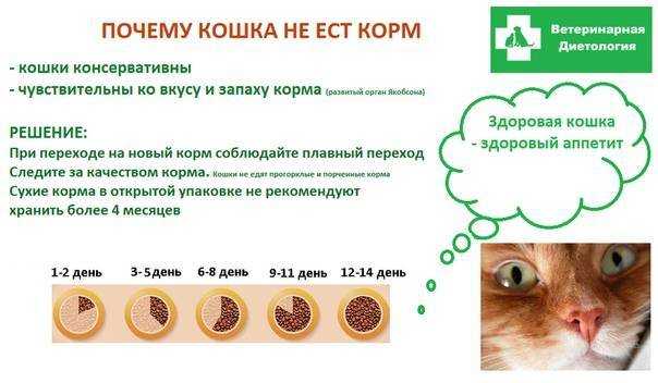 Если кошку рвет, что делать? | блог ветклиники "беланта"