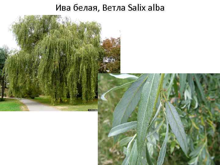 Ива белая
