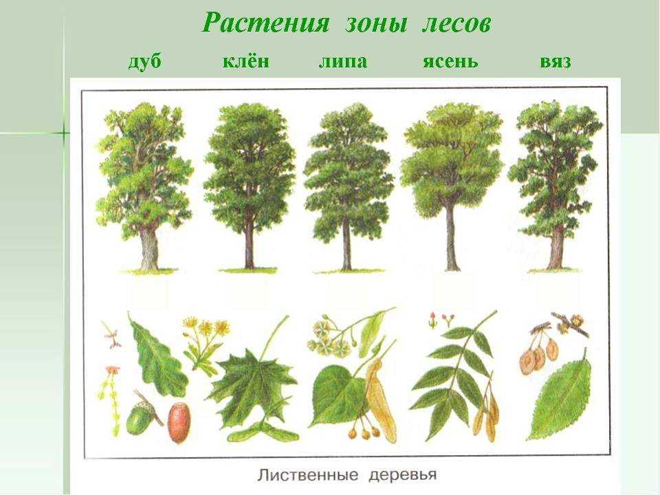 Лиственные леса