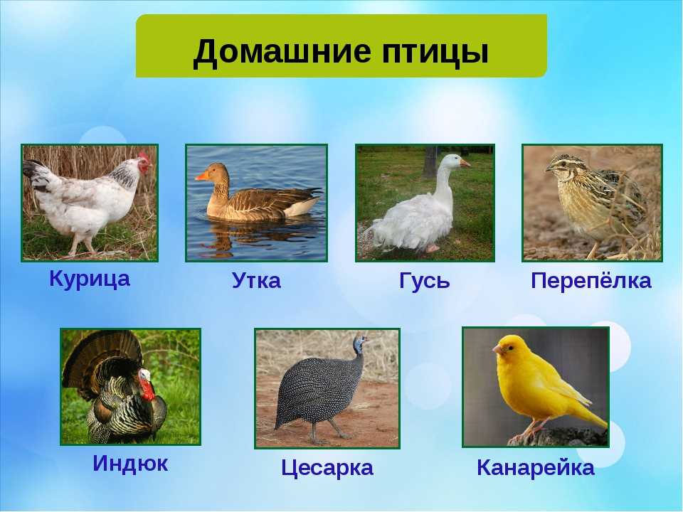 Породы домашних птиц с фотографиями и названиями: описание для детей