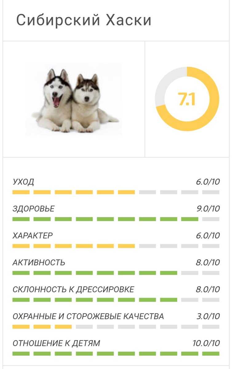 Продолжительность жизни собак хаски в домашних условиях: от чего зависит