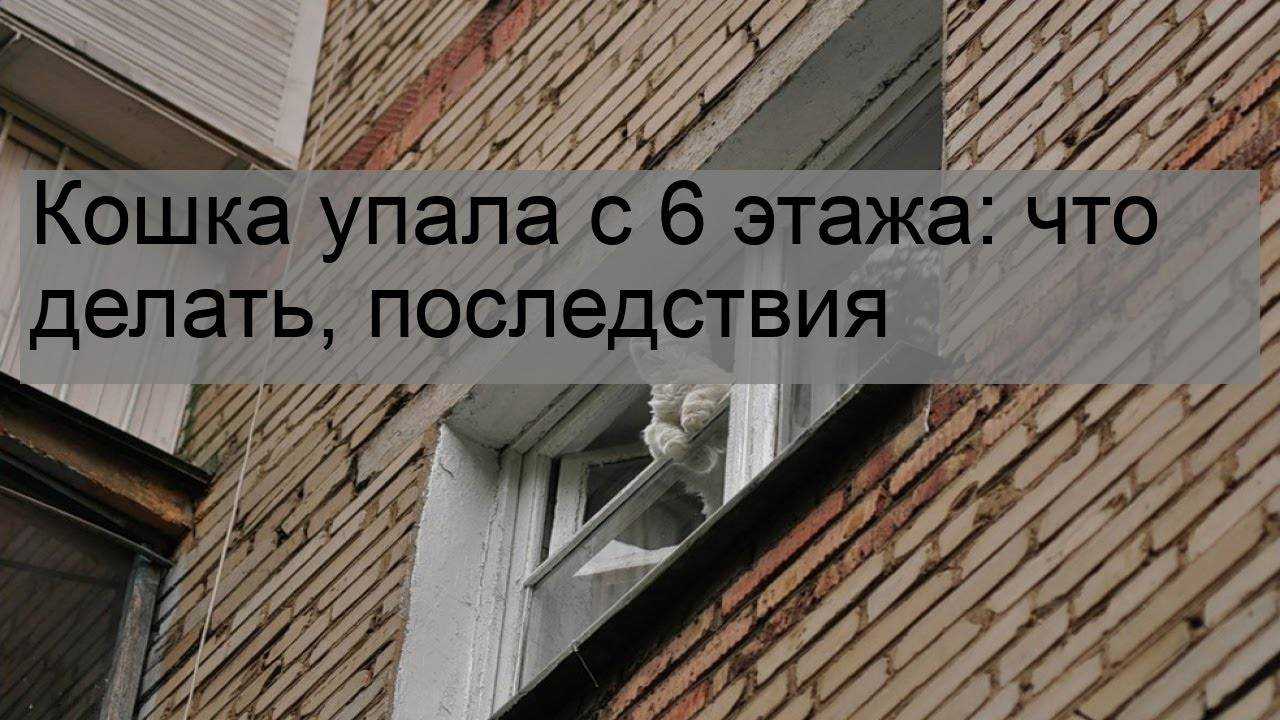 Сильное сотрясение мозга у кота: причины, симптомы и лечение кошки