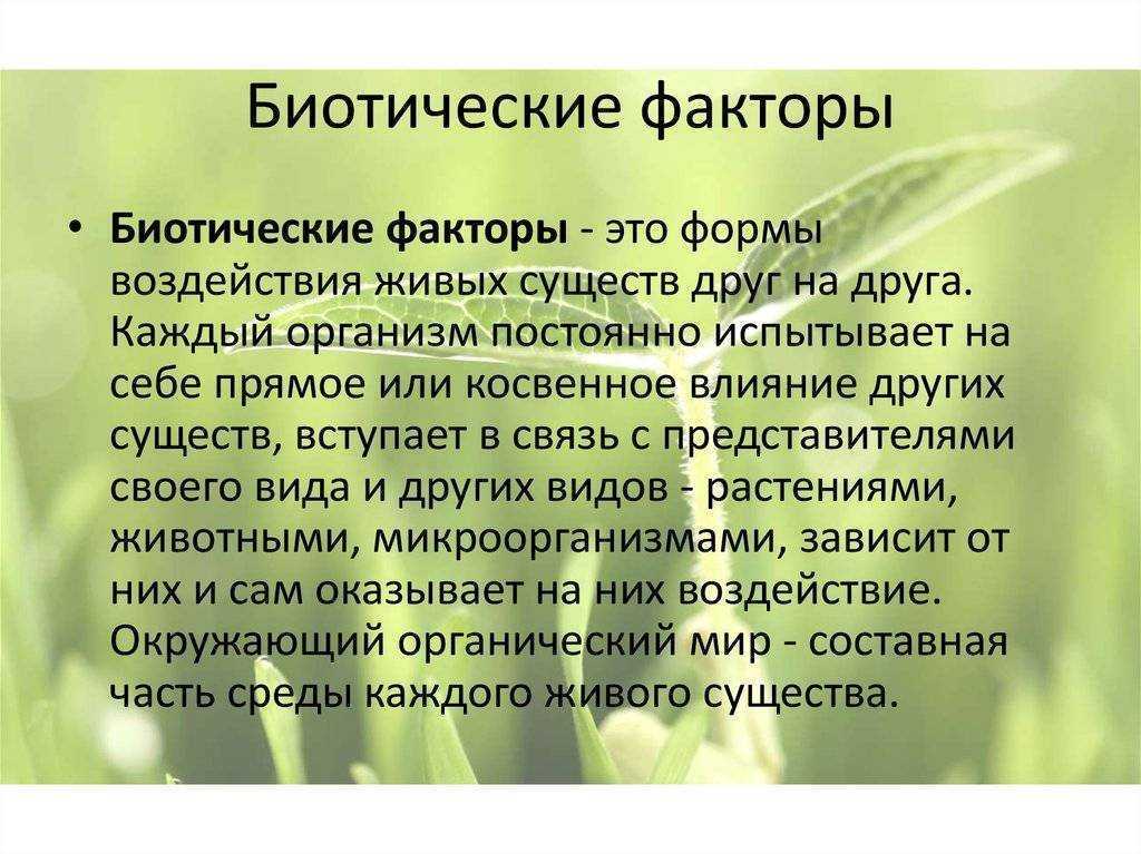 ECOportalinfo перечисляет все биотические факторы окружающей среды Влияние биотических факторов Биотическая среда как экологический фактор