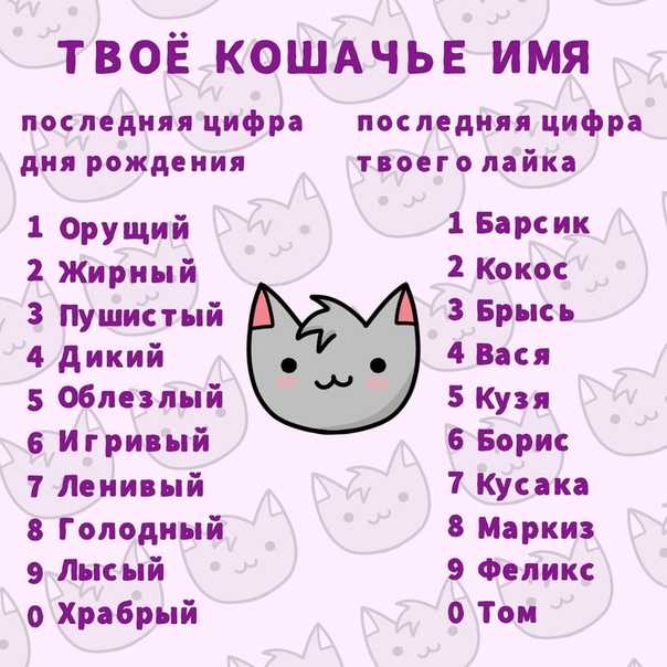 Имя котенка для девочек