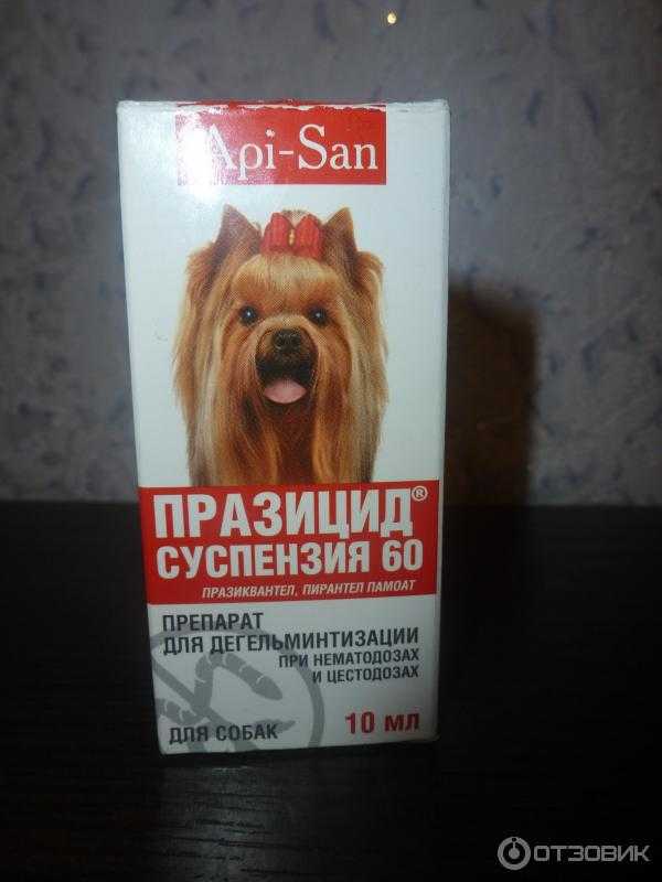 Глисты у беременной собаки: влияние на потомство, какие средства можно использовать