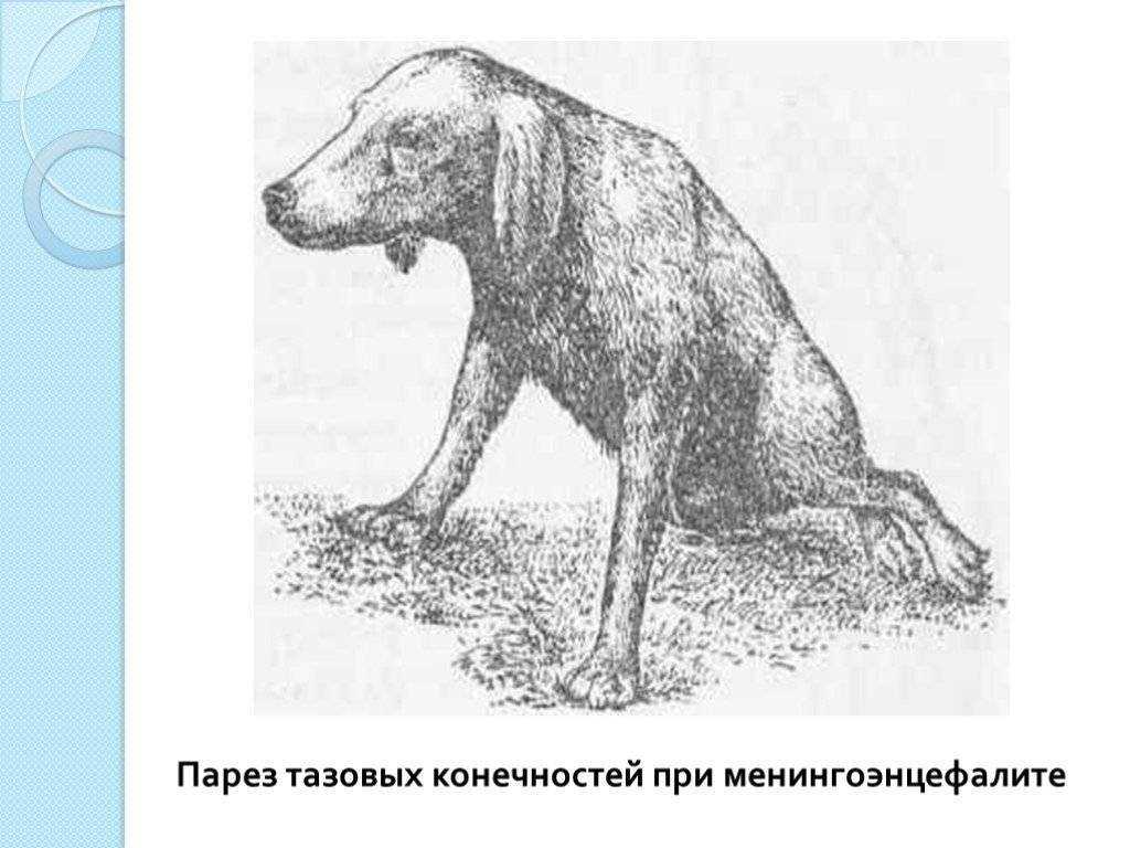 Воспалительные заболевания центральной нервной системы у собак. ветеринарная клиника "зоостатус"