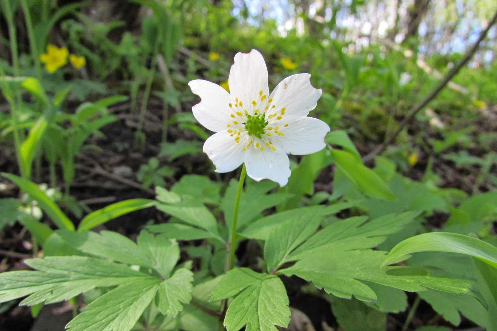 Anemone sylvestris l.описание таксона