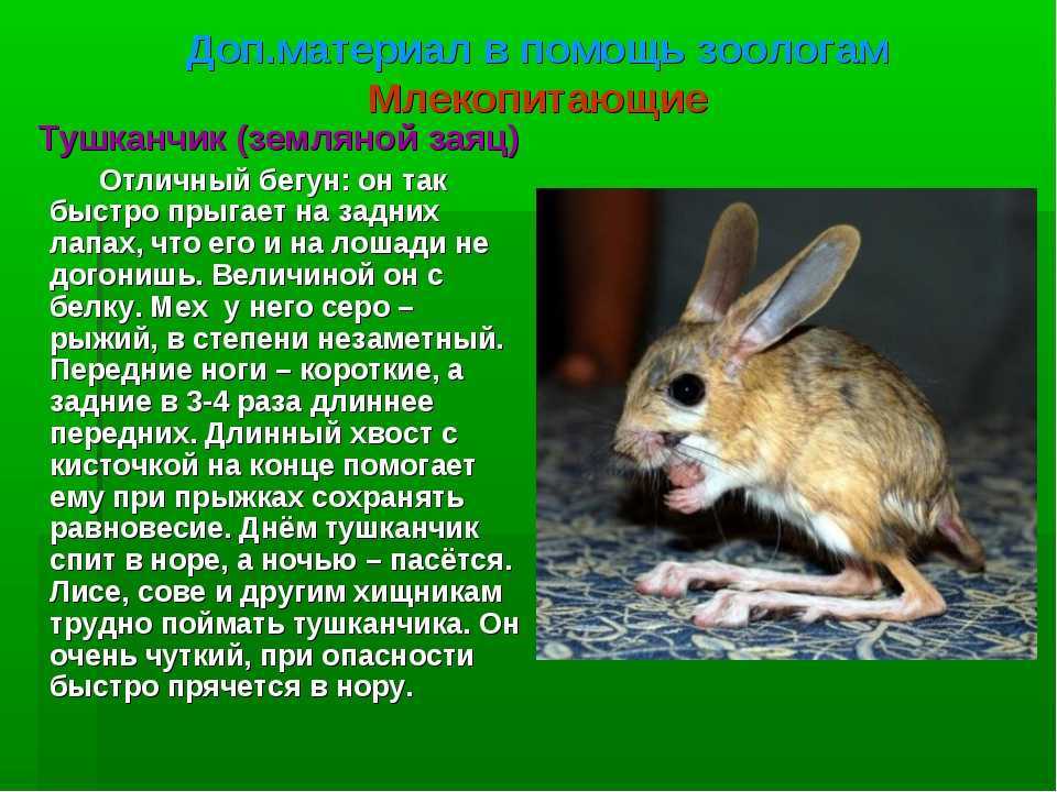 Животные пустыни сахара | новости путешествия