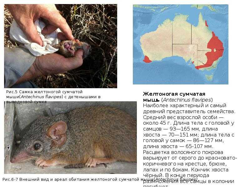 Пятнистая сумчатая куница - фото и описание, где и сколько живет