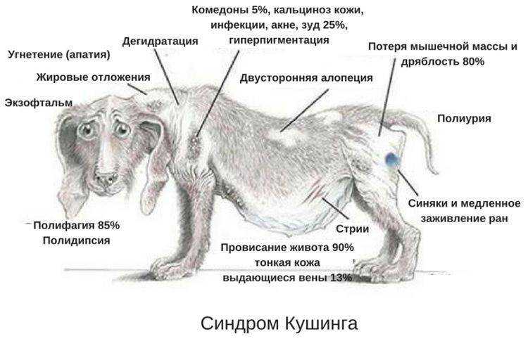 Что следует знать о менингите у собак?