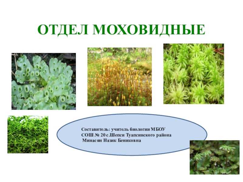 Мохообразные растения
