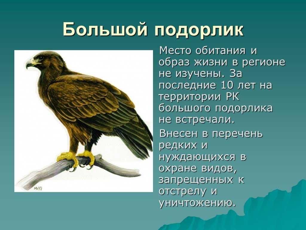Подорлик птица. описание, особенности, виды, образ жизни и среда обитания подорлика