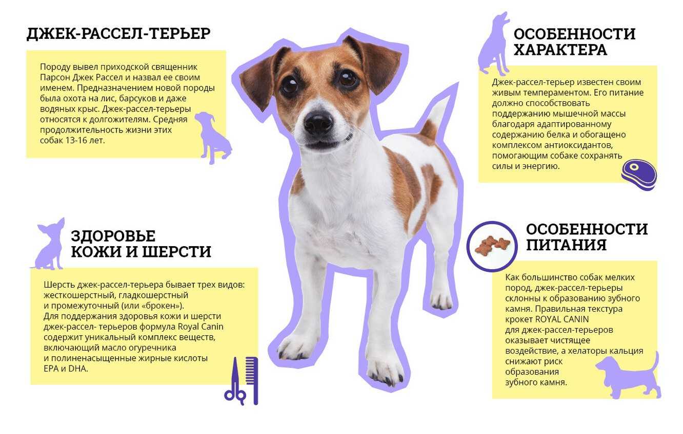 Первая течка у джек расселов терьеров