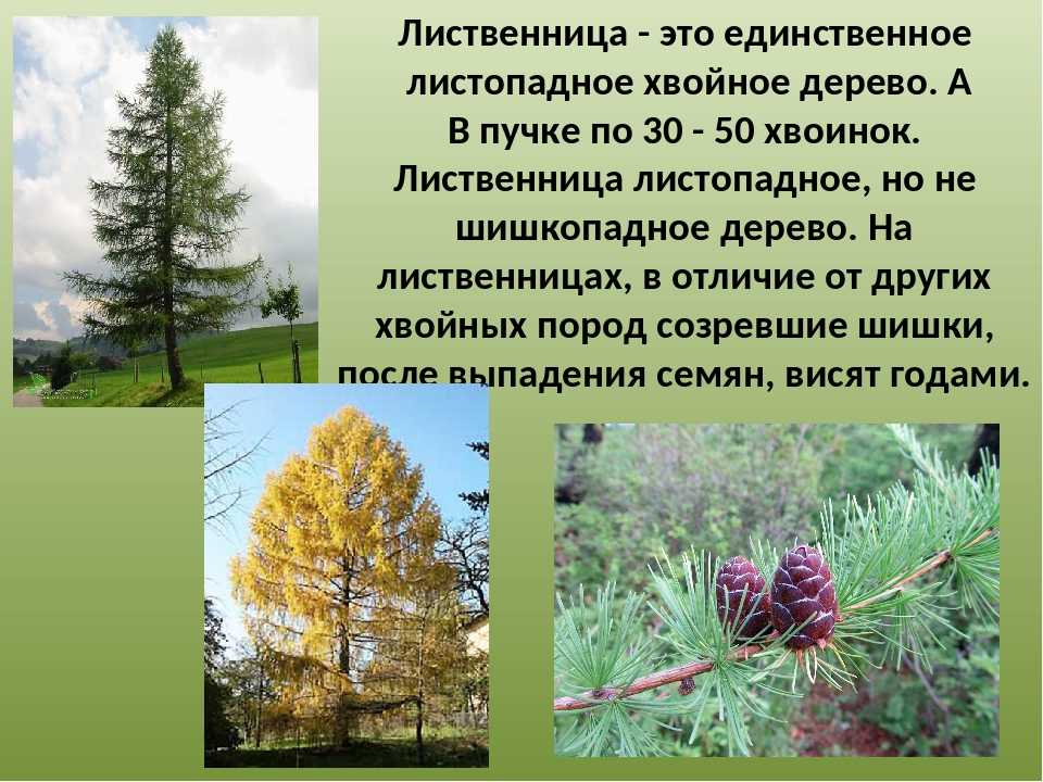 Гигантская вечерница (nyctalus lasiopterus)