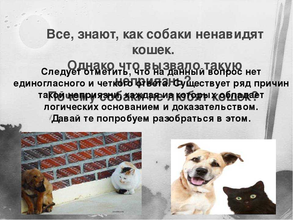 Почему кошки и собаки враждуют: мифы, легенды и реальность