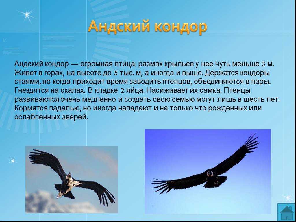 Андский кондор: интересные факты о животном