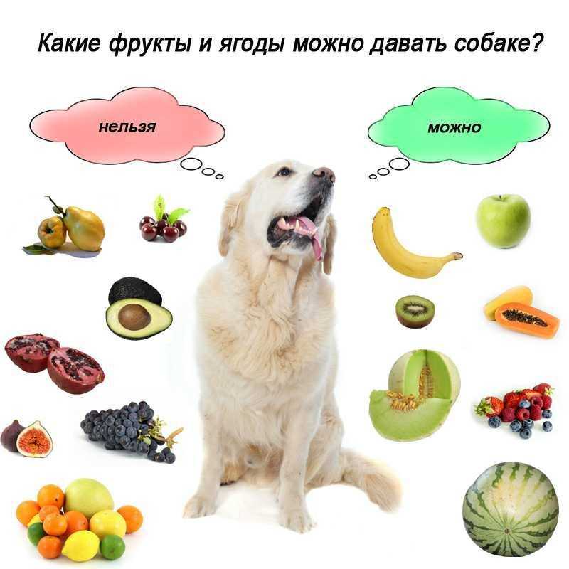 Чем нельзя кормить собаку?