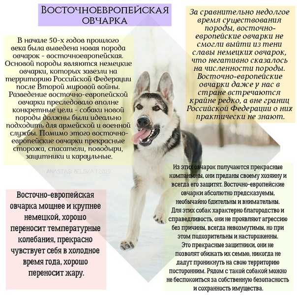 Порода собак вео черная — сайт эксперта по животным — howmeow