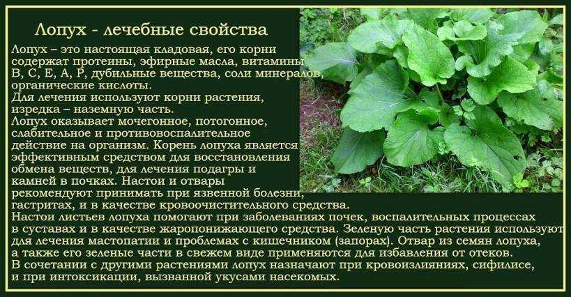 Алтей лекарственный: лечебные свойства экстракта корня, травы, применение аптечного алтея, химический состав растения