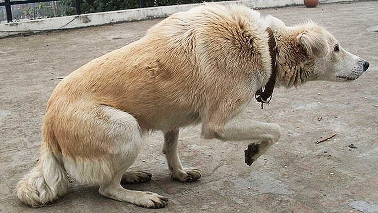 Хромота у собак: симптомы, диагностика | блог ветклиники "беланта"