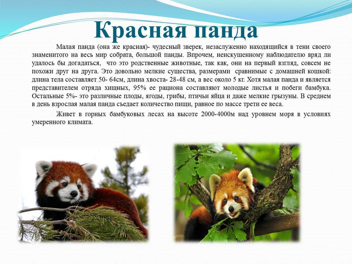 Красная панда: описание, фото, ареал и среда обитания, питание, хищничество (6 видео)