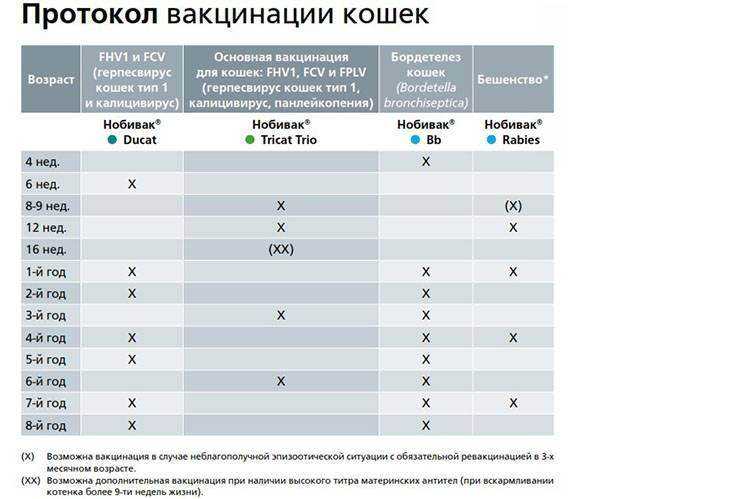 За сколько дней до прививки нужно давать кошке глистогонные препараты, обязательно ли глистогонить и зачем?