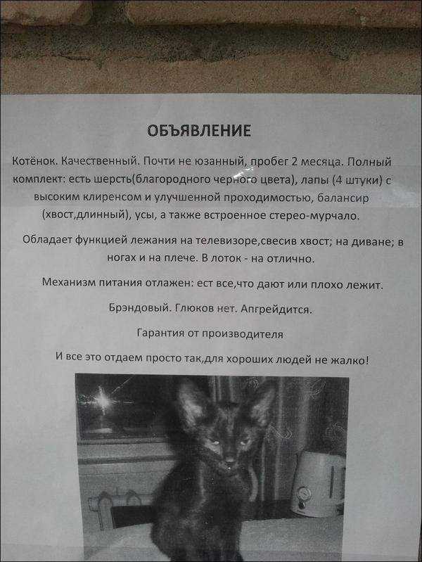Как быстро отдать котенка в хорошие руки и пристроить, если никто не берет
