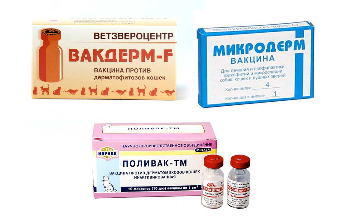 Общие сведения про стригущий лишай у кошек, лечение в домашних условиях уколами, мазями, таблетками, шампунями, а также народными средствами Симптоматика и диагностические мероприятия Опасность для других животных и людей