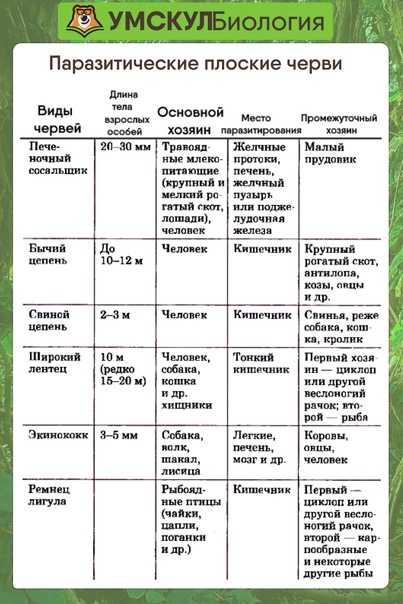 Насекомые: общая характеристика