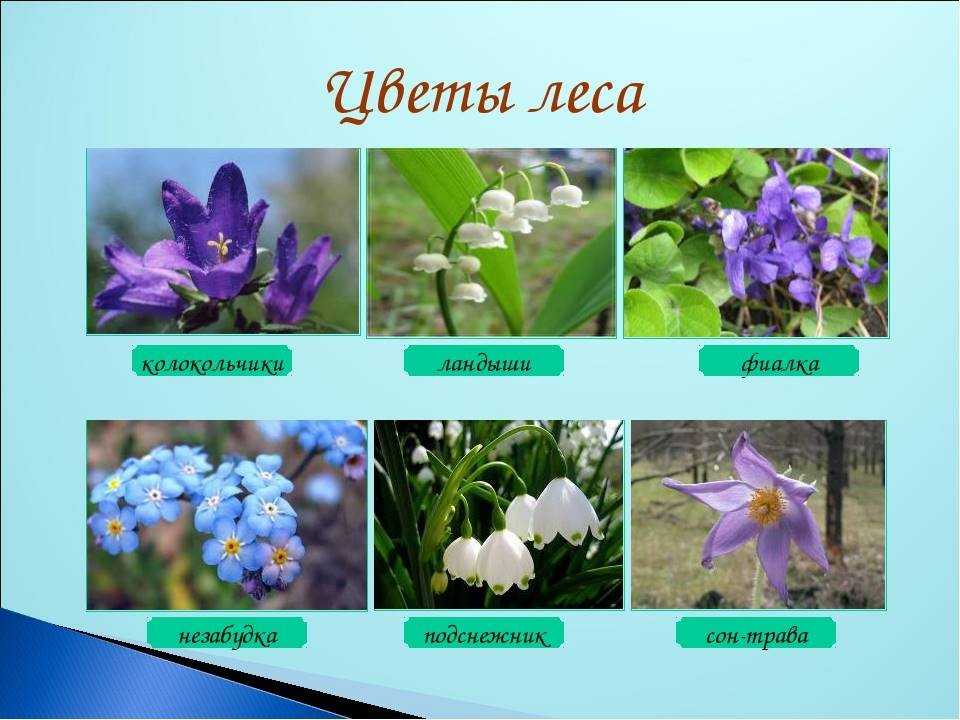 Полевые и луговые цветы и травы (130 фото) – каталог с названиями