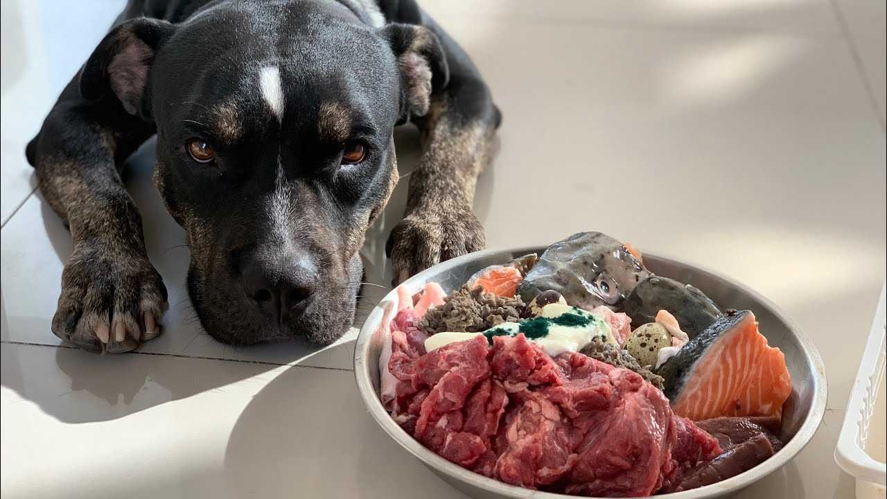 Как кормить собаку субпродуктами с пользой: почки, печень, легкие в рационе питомца