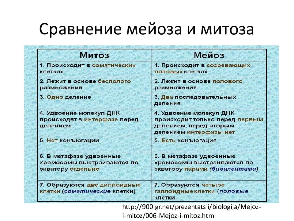 Митоз и мейоз: отличия и сходства
