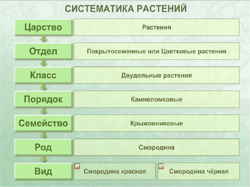 виды семейств растений с названиями, фото и описание Главные характерные признаки семейств растений Роль растений и их значение